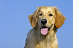 Golden Retriever im Portrait