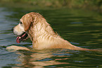 schwimmender Golden Retriever