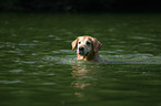 schwimmender Golden Retriever