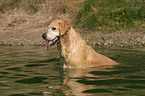 badender Golden Retriever