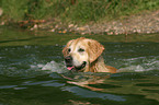 schwimmender Golden Retriever