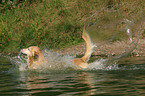 planschender Golden Retriever