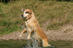 badender Golden Retriever