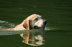 schwimmender Golden Retriever