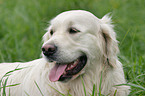 Golden Retriever Portrait