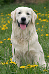 sitzender Golden Retriever