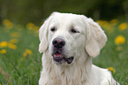 Golden Retriever Portrait