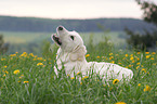 liegender Golden Retriever