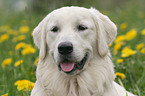 Golden Retriever Portrait