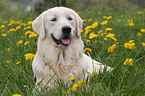 liegender Golden Retriever