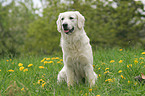 sitzender Golden Retriever