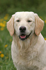 Golden Retriever Portrait