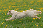 rennender Golden Retriever