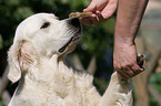 Hund gibt Pftchen und bekommt Belohnung
