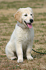 junger Golden Retriever