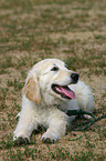 junger Golden Retriever