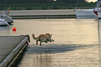 Hund springt ins Wasser