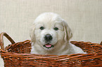 Golden Retriever Welpe