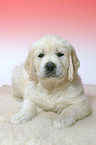 Golden Retriever Welpe