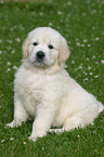 Golden Retriever Welpe