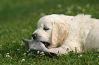 Golden Retriever Welpe