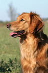 Golden Retriever Portrait