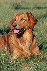 liegender Golden Retriever