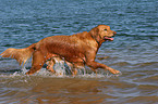 Golden Retriever im Wasser