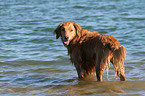 Golden Retriever im Wasser