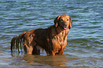 Golden Retriever im Wasser