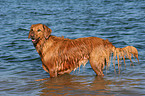 Golden Retriever im Wasser