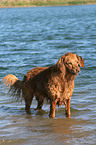 Golden Retriever im Wasser