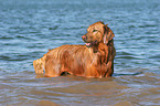 Golden Retriever im Wasser