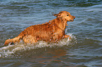 Golden Retriever im Wasser