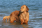 Golden Retriever im Wasser