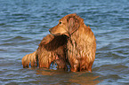 Golden Retriever im Wasser