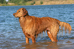 Golden Retriever steht im Wasser