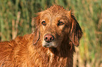 Golden Retriever Portrait