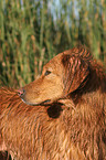 Golden Retriever Portrait