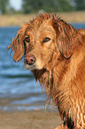 Golden Retriever Portrait