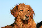 Golden Retriever Portrait