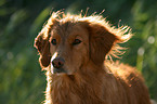 Golden Retriever Portrait im Gegenlicht