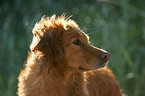 Golden Retriever Portrait im Gegenlicht