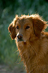 Golden Retriever Portrait im Gegenlicht