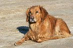 liegender Golden Retriever