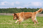 rennender Golden Retriever