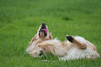 sich wlzender Golden Retriever