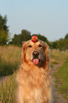 Golden Retriever Portrait