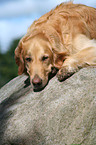 Golden Retriever auf Stein