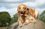 Golden Retriever auf Stein